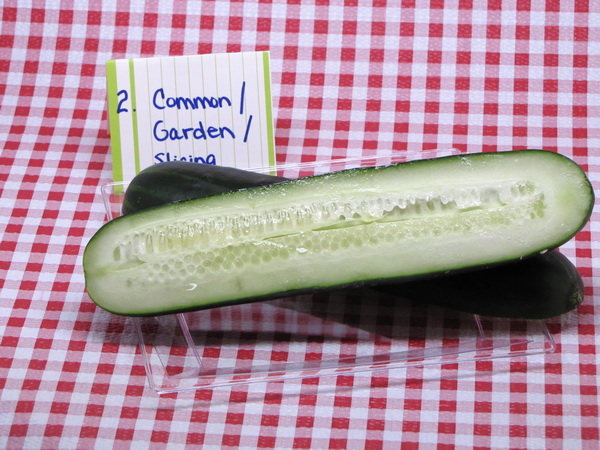 cucumbers3
